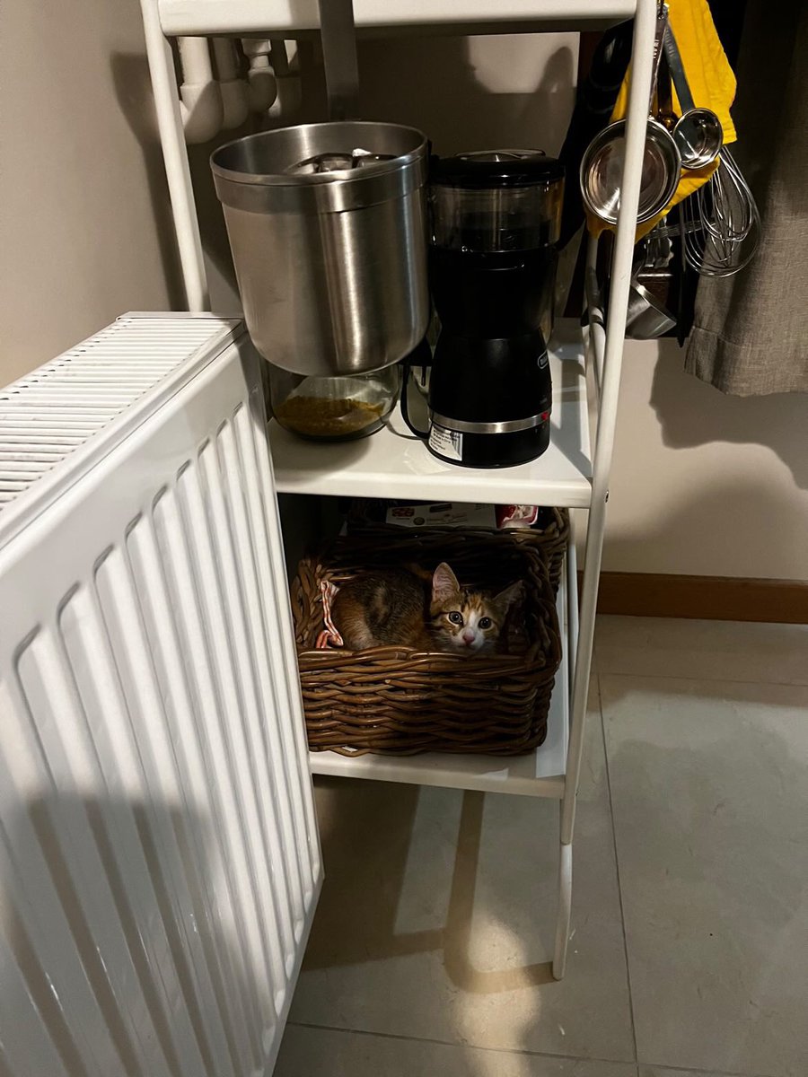 ToygarBeste's tweet photo. Fındık geçici yuvasından geri geliyor, aile bayram tatili nedeniyle bakamayacağını söyledi! Fındık eve çok alıştı, sokakta yapamaz ACİL YUVA ARIYORUZ İSTANBUL İZMİR @CkmkyPlatform @ailebulalim @orcadedi @maya_mia87 @okedimiyaw https://t.co/fdSqjMfXby