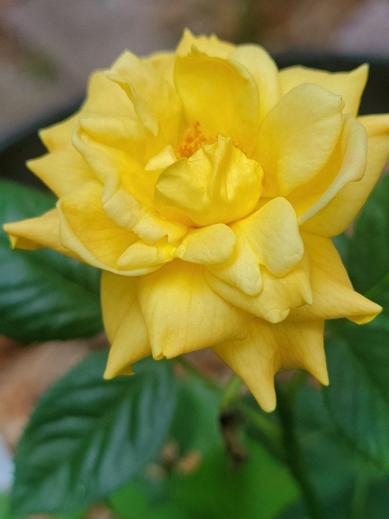 Our Easy Going Rose for #RoseWednesday 
#roses #mygarden #GardeningTwitter 
#FlowersOfTwitter #flowerphotography #Florida 😔