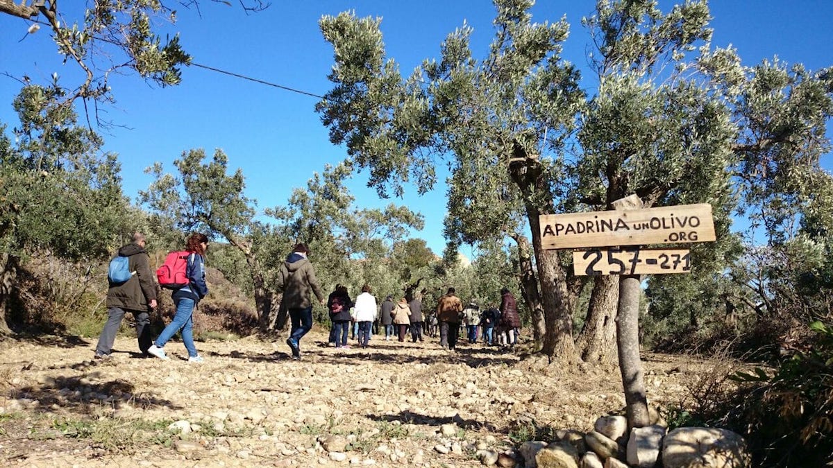 PeriodistaRural's tweet photo. ♻️@adoptaunolivo, un proyecto #sostenible para luchar contra la #despoblación

"Oro líquido para alimentar el alma de los pueblos"

@evadefior directora contenidos @_lacomarca, periodista y miembro de la #RedPeriodistasRurales

👉Léelo https://t.co/5XIPGDkwX5 https://t.co/gcJnnwvXs6