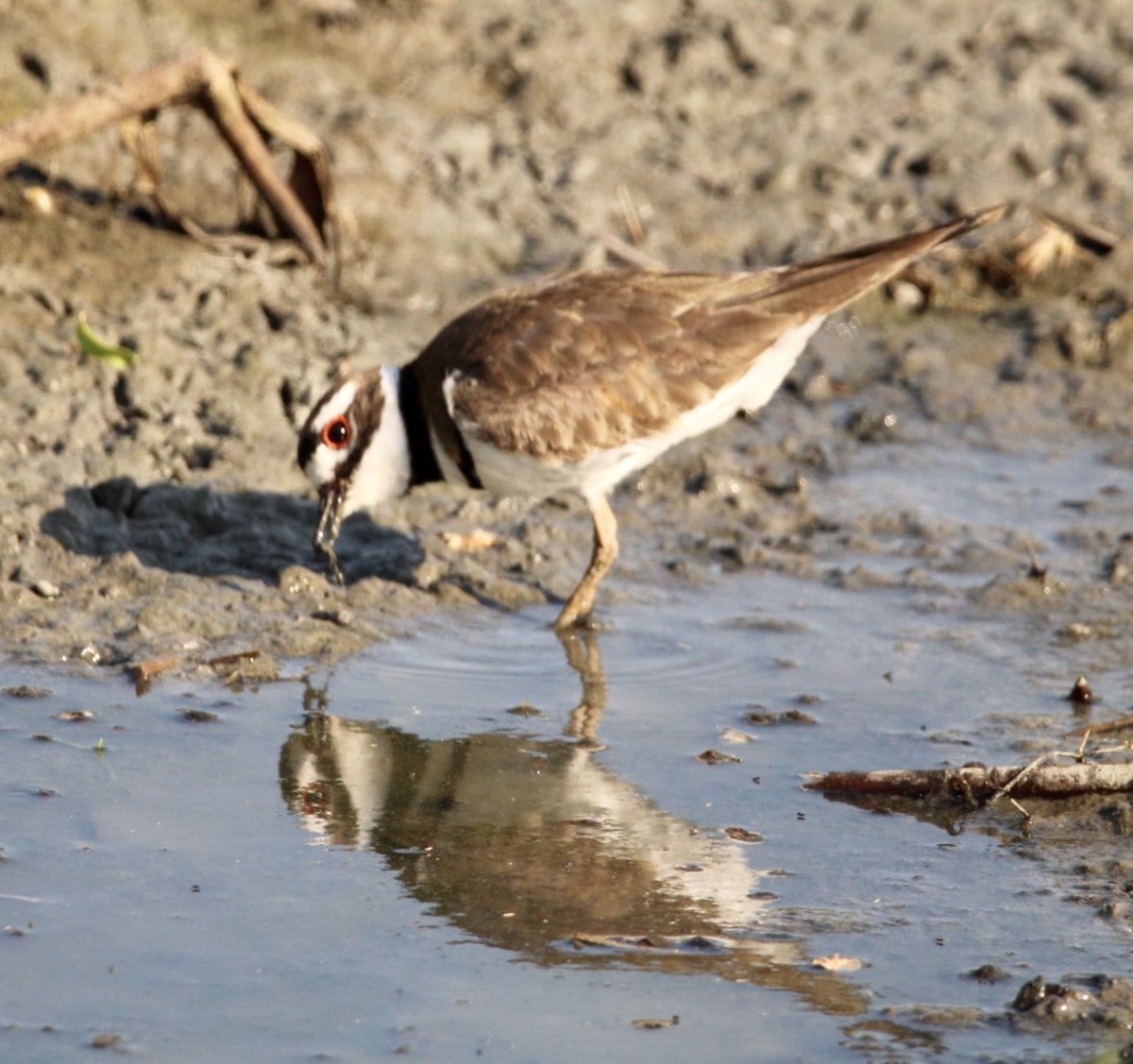 @BirdingRalph @BradNDadBirding @SaveShorebirds @ShorebirdsDay @WaderStudy Killdeer