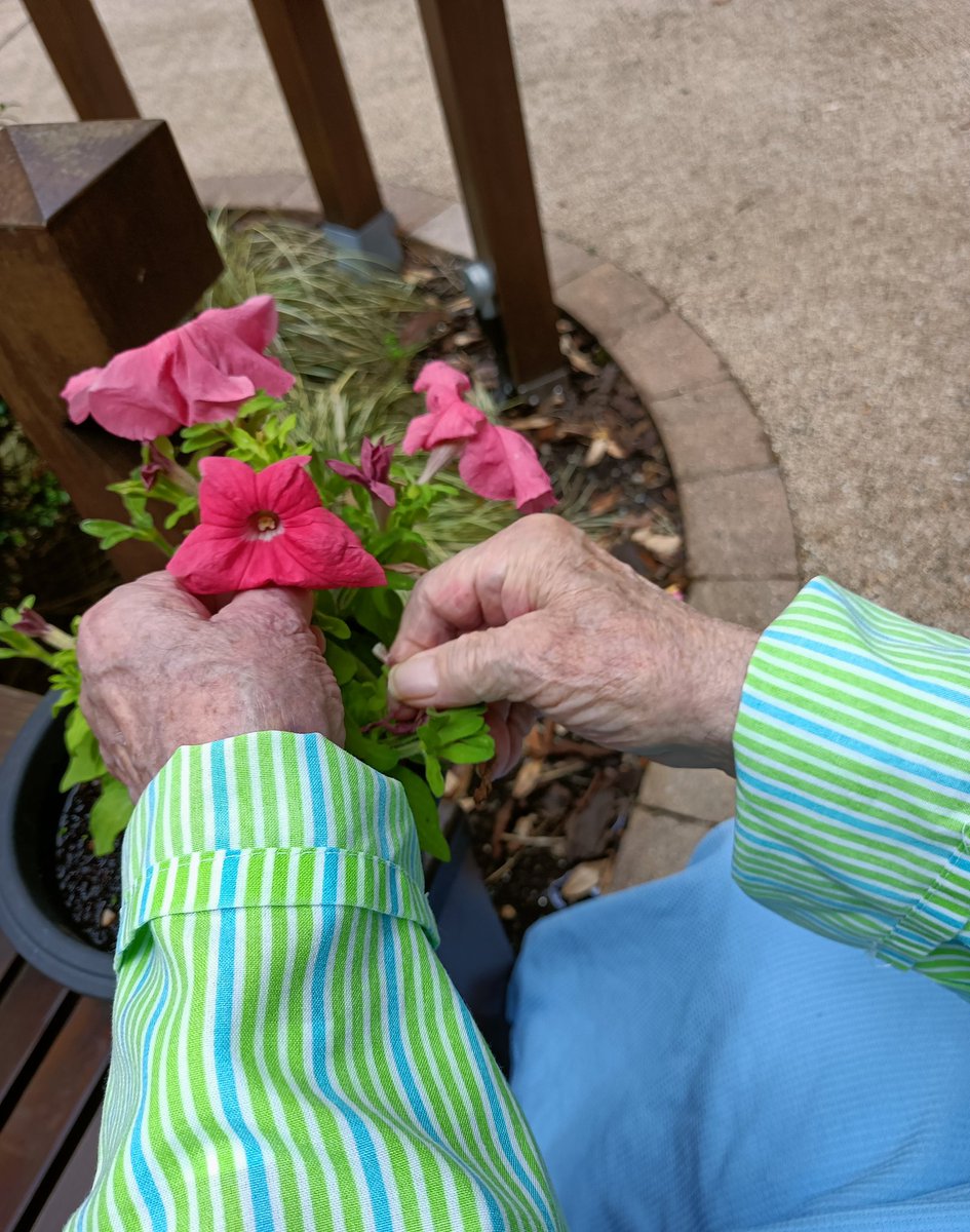 Ward_L3's tweet photo. We will deadhead the old flowers
Whether the weather like it or not!
#DementiaGarden #gardening #deadheading @NCAlliance_NHS @NcaPef @SalfordCO_NHS @ExpTeamNCA https://t.co/RODQyPuuIv