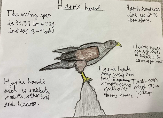 whitchurchCEFed's tweet photo. Year 5 were inspired by the Bird Man and did some extra research into the birds of prey that we met. Fabulous art work and facts! @StBartsTrust #wjascience https://t.co/00KqADuCLN