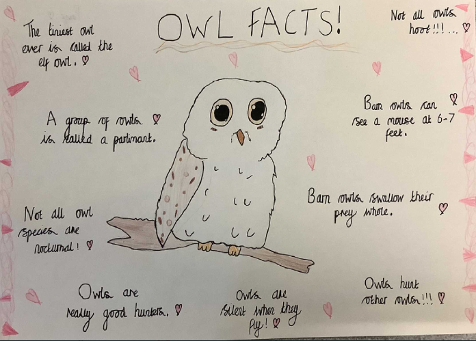 whitchurchCEFed's tweet photo. Year 5 were inspired by the Bird Man and did some extra research into the birds of prey that we met. Fabulous art work and facts! @StBartsTrust #wjascience https://t.co/00KqADuCLN