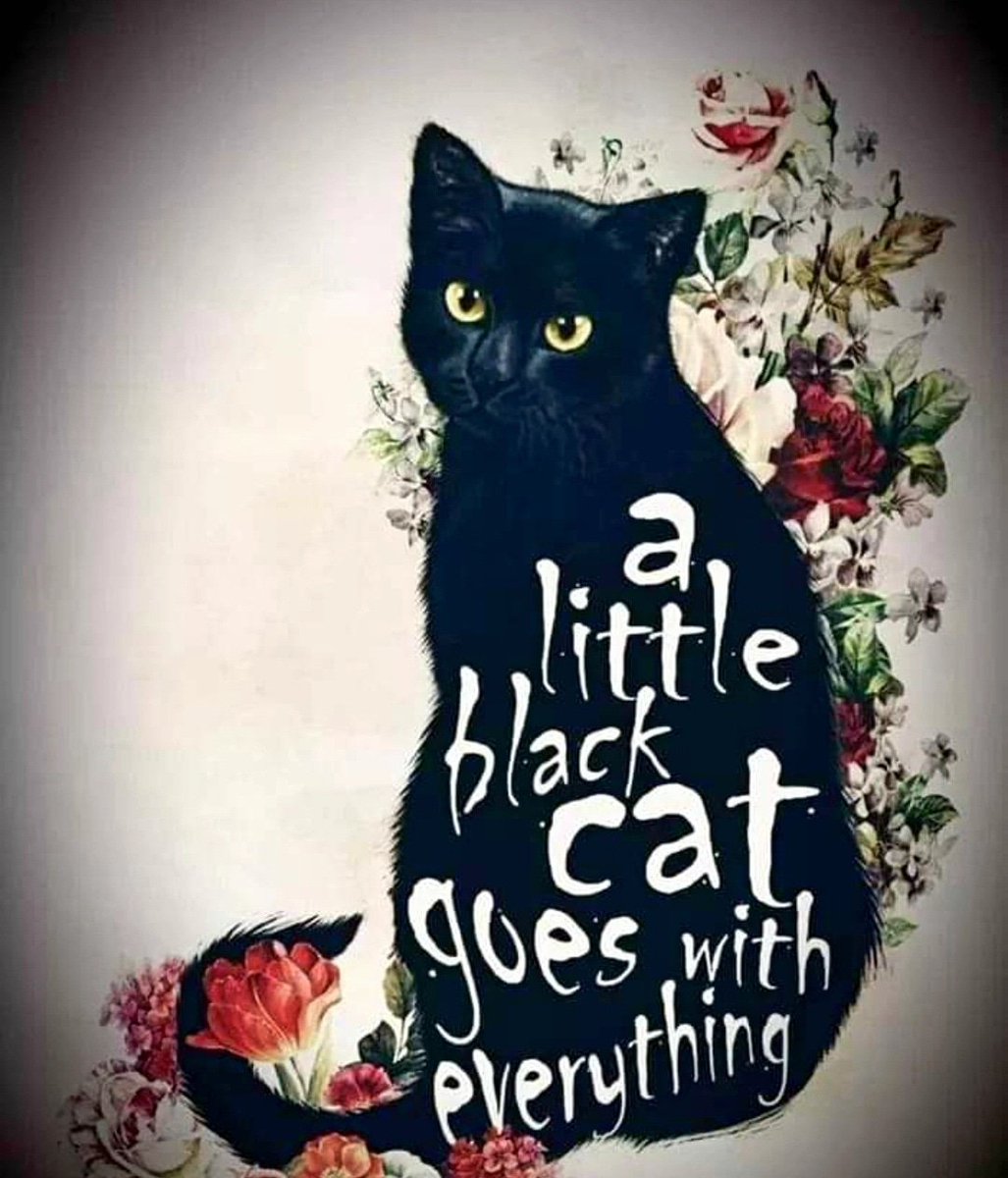 Black cats are the first to be abandoned and the last to be adopted because of silly, superstitious nonsense. A cat of ANY colour can be an excellent friend and companion.

#MacjaPreja #AdoptDontShop #ShelterCats #bestfriends #beauty #CatsofTwittter #catlover #blackcat