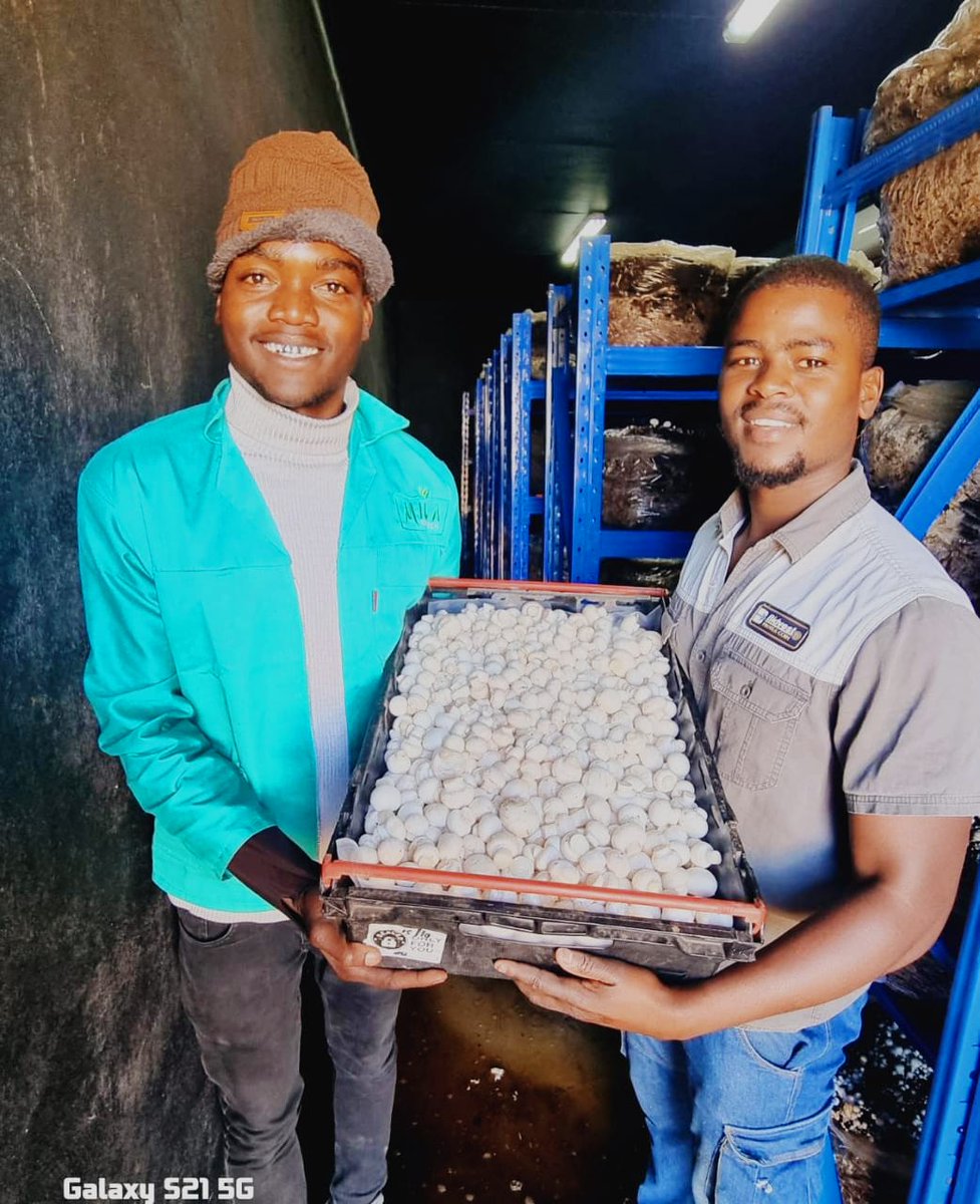 DocMagondo's tweet image. Mushroom pilot harvest by @WIBCInnovation  #UrbanAgri team piloting with support from @BidvestPC, @VisitConHill @JobsFund_NT &amp;amp; supplied to various @SteersSA @DebonairsPizza @romanspizza_sa around Midrand &amp;amp; Centurion by the @MilafreshP  fresh every morning with other veggies.