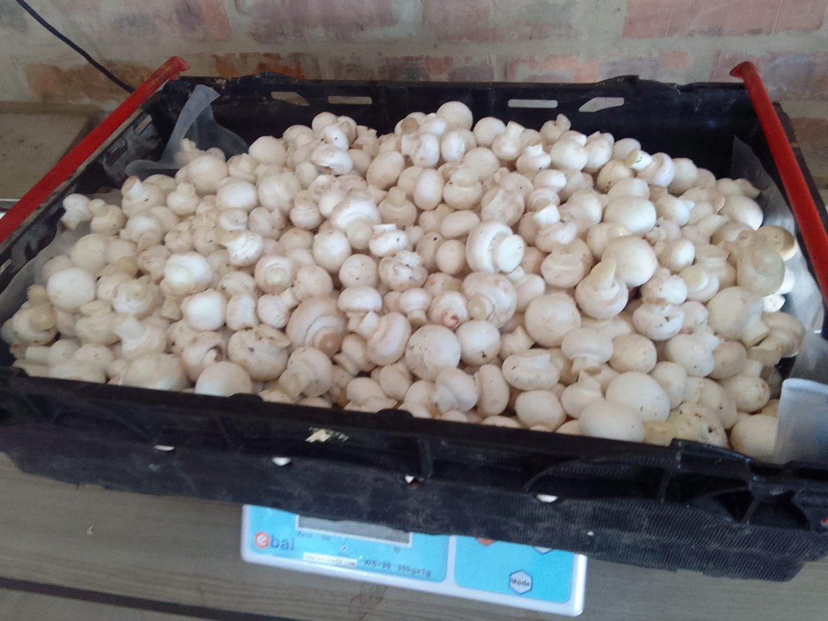 DocMagondo's tweet image. Mushroom pilot harvest by @WIBCInnovation  #UrbanAgri team piloting with support from @BidvestPC, @VisitConHill @JobsFund_NT &amp;amp; supplied to various @SteersSA @DebonairsPizza @romanspizza_sa around Midrand &amp;amp; Centurion by the @MilafreshP  fresh every morning with other veggies.