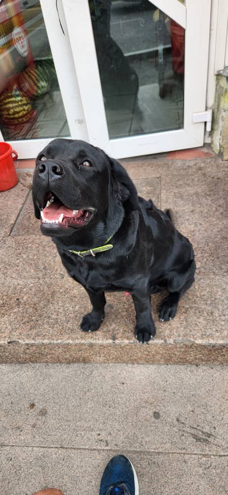 Ребят, муж <a href="/EdilKanatov/">Edil Surakmatov</a> тут собаку нашел. Видно, что потеряшка. Помогите расшэрить, может хозяин увидит.
Найден лабрадор на Суванбердиева-Белорусской у магазина «Лимон». Собаку завели во двор, чтобы не сбежал. Обращаться в администрацию магазина.