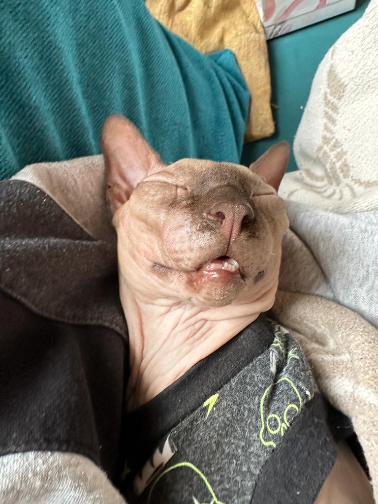 slabbYeet's tweet image. 