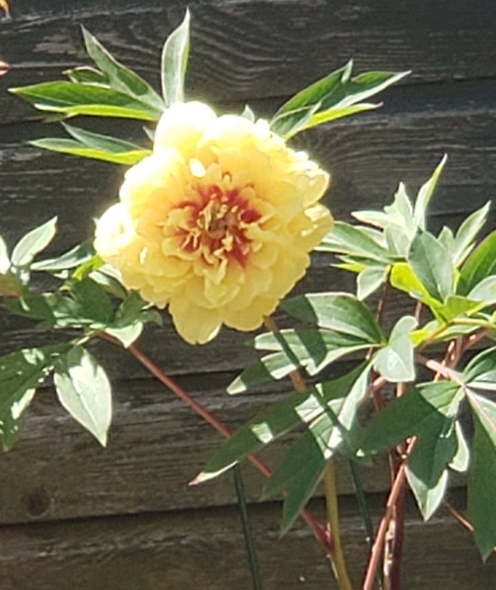Well blow me down, I'd forgotten I'd bought this yellow peony. I saw it on the Chelsea flower show last year and decided to buy it. I'm quite pleased with it