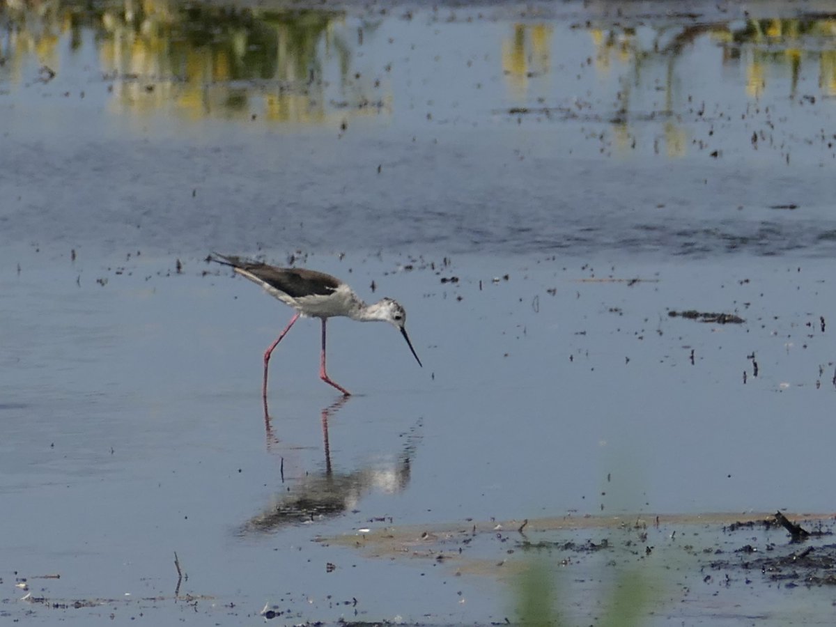 Beschuit met muisjes bij de steltkluten #onnerpolder #steltkluut <a href="/vogelnieuws/">Vogelbescherming NL</a>