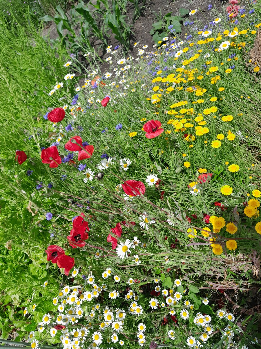 Wildflower meadow mix