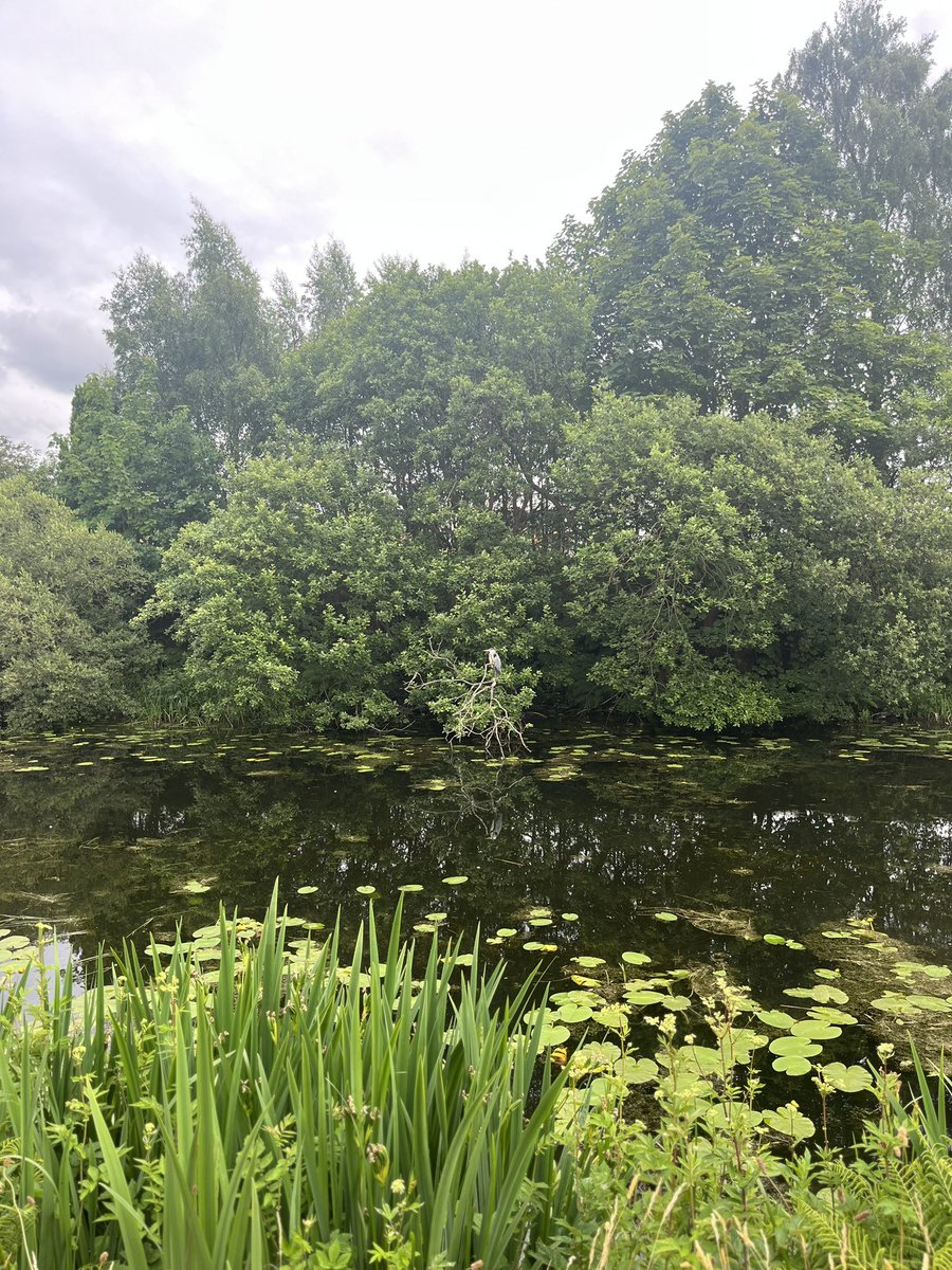 Whilst on our walking group yesterday we spotted two herons! This lead to a conversation about photography and we realised most of our members find photography great for their mental health. When we stopped for a coffee we were able to share our photography tips with each other😊