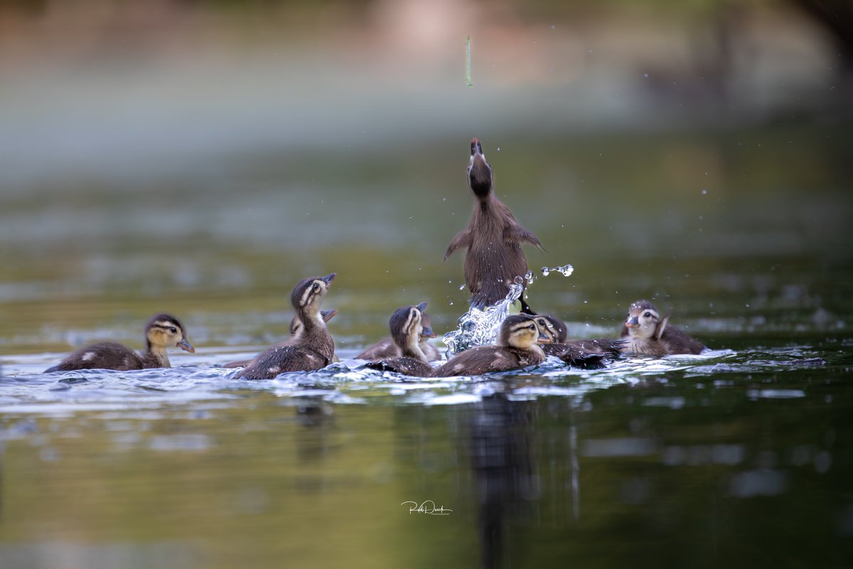 RudiDueck's tweet photo. Baby ducks, jumping into the air to capture a caterpillar wonderful timing on my part of capturing to amazing moment #Bird #BodyOfWater #Outdoors #Nature #GroupOfAnimals #Wildlife #AnimalWildlife #duck #baby_ducks #ducklings #raw_ducks #raw_ducklings #woodducks #baby_woodducks
All of my Pictures have been taken with a Canon 5D Mark IV. Lenses Canon 100-400mm Canon 24-105mm Sigma14mm F1.8
Follow @PhotographerRudiDueck and Subscribe to our YouTube channel, @NomadOutdoorAdventures
Website: https://t.co/yiiB82nmYH
❤️❤️————————👍👍
#PhotographerRudiDueck
#BirdPhotography
#Animalgang
#LandscapePhotography
#Landscape
#NaturePhotography
#CanadianPhotographer
#Birds
#Plants
#Flowers
#MacroPhotography
#NomadOutdoorAdventures
#Nomad_Outdoor_Adventures
#outdoors #Adventure
#Discovernature #Discoverwildlife
#Wildlife
#CanadianWildlifePhotographer
#WildlifePhotography
#TravelShow
#Nature
#Waterfalls
#MacroShot
#Insects
#Photography
👍————————————❤️
All Images/Video Rights Belong to @PhotographerRudiDueck
#Verotography #Vero
@naturecommunity #naturegang