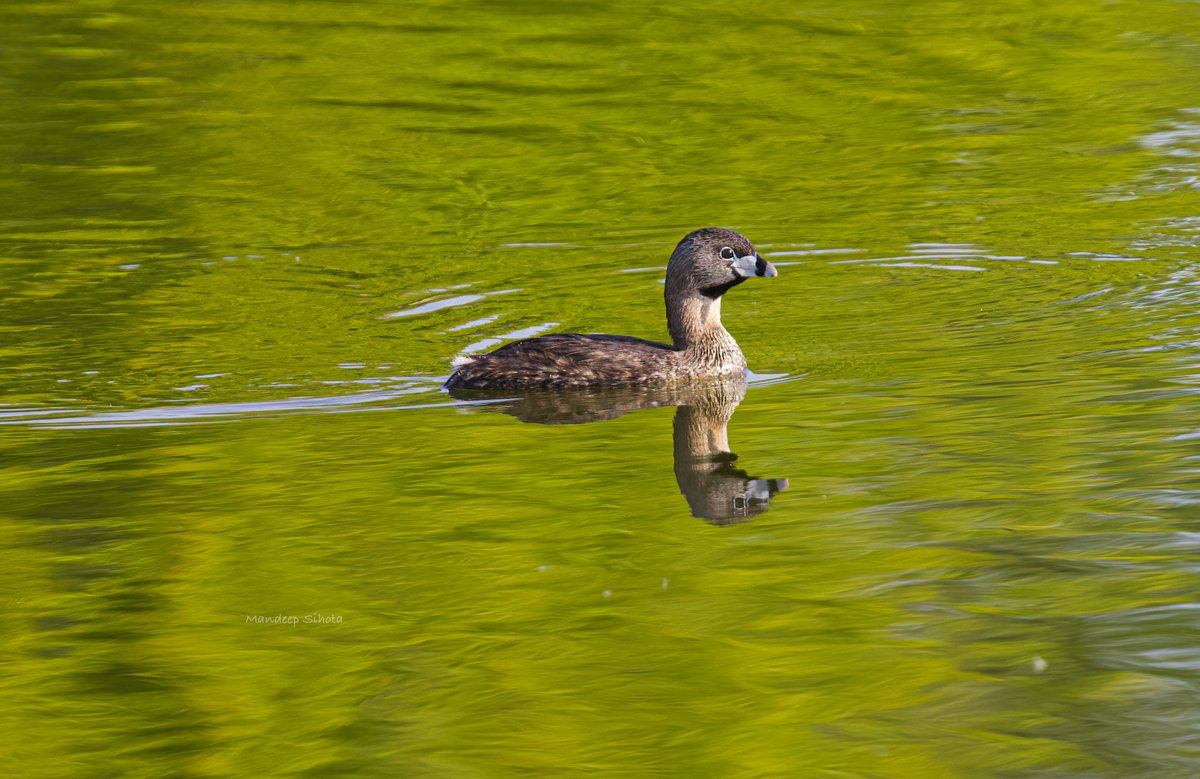 Grebe in Green #ducks #ducksinwild #duckphotography #twitterducks #ducksoftwitter #IndiAves #Smile #twitternaturephotography #Canon #twitternaturecommunity #shotoncanon #Canonphotography