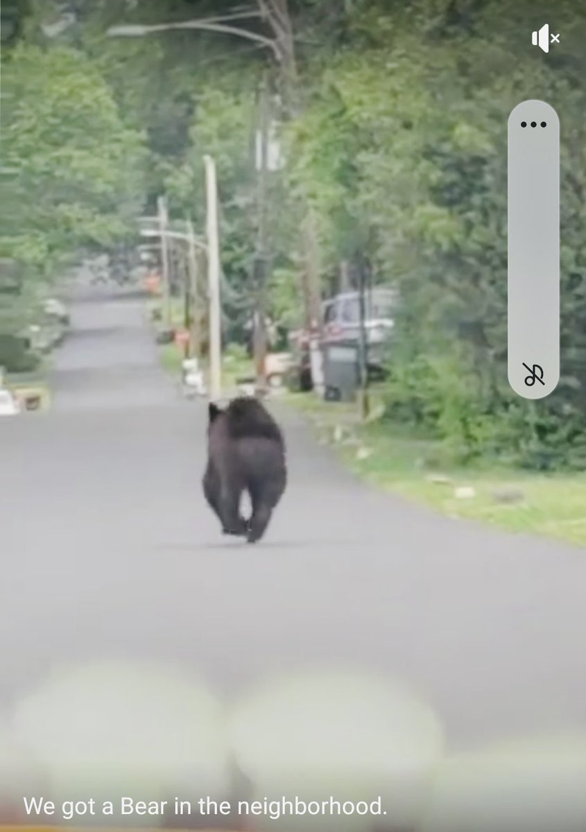 @CaseyBoyCasey @NickMcIlwain1 black bear on his morning jog down woodbine avenue in Feasterville.  “BEAR WATCH!!”  “Ohhh MAMA!!”