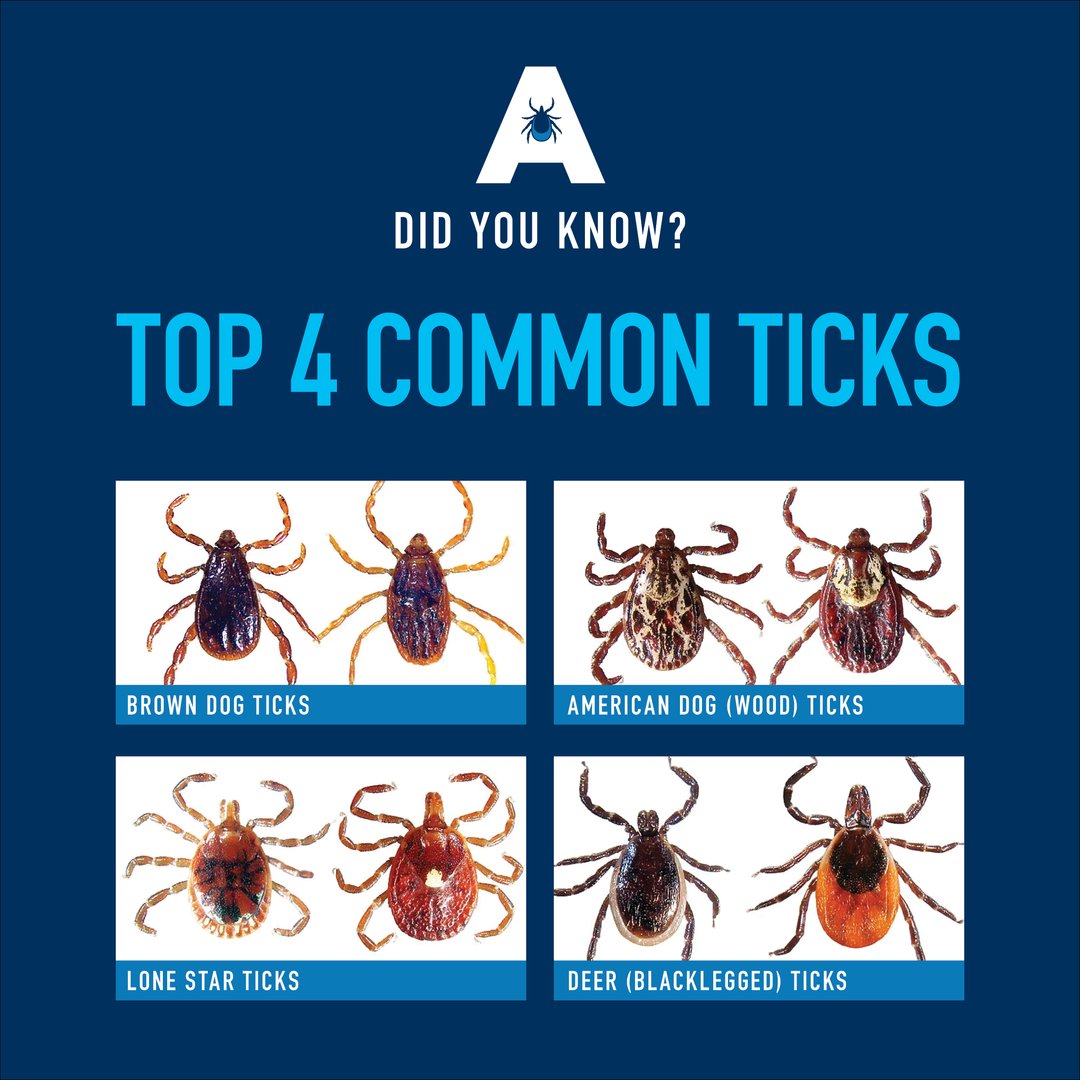 Atlantickspray's tweet photo. DYK: There are over 40 species of ticks in Canada? Here are 4 common ticks that you should watch out for:
 
👉Deer (blacklegged) ticks
👉 American dog (wood) ticks
👉 Brown dog ticks
👉 Lone star ticks

Check out our interactive tick map: https://t.co/SjKFktZkFD https://t.co/uj2RJv9o2x