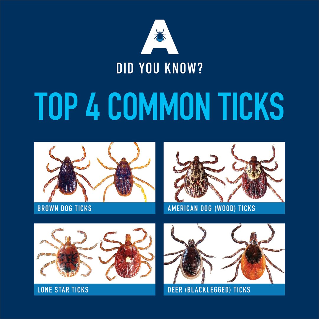 DYK: There are over 40 species of ticks in Canada? Here are 4 common ticks that you should watch out for: 👉Deer (blacklegged) ticks 👉 American dog (wood) ticks 👉 Brown dog ticks 👉 Lone star ticks Check out our interactive tick map: bit.ly/3MSYe16