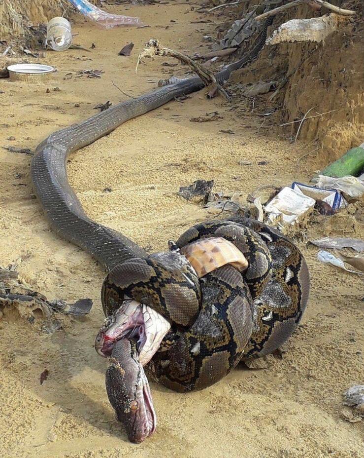 King cobra bites python. Python constricts cobra. Cobra gets crushed to death. Python dies from the cobra’s venom.