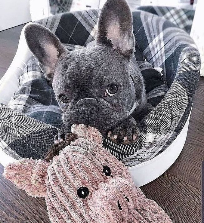 So Sweet🥰

#frenchielover #frenchie #frenchielover #dogsoftwitter