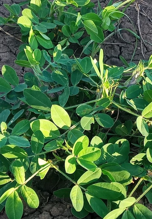 We are excited that our first groundnut crop is thriving! We are looking to a harvest in 14days!