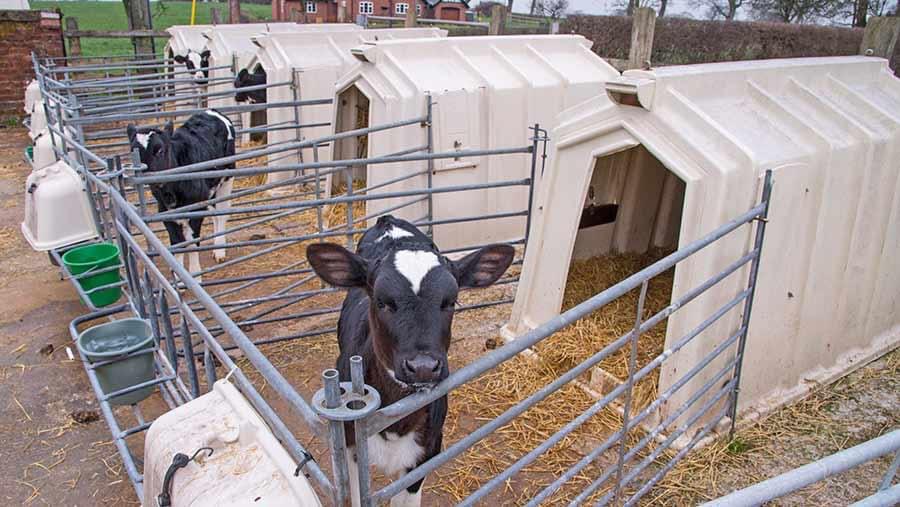 NEW GRANT FOR CALF HOUSING 🐮

Will cover up to 40% of the cost of building new or refurbishing existing calf housing. More info in Summer 2023.

It’s going to be popular, register to know more in summer:
📞 Carlisle 01228 406260
📞 Kendal 01539 721375 
📞 Durham 0191 370 8530