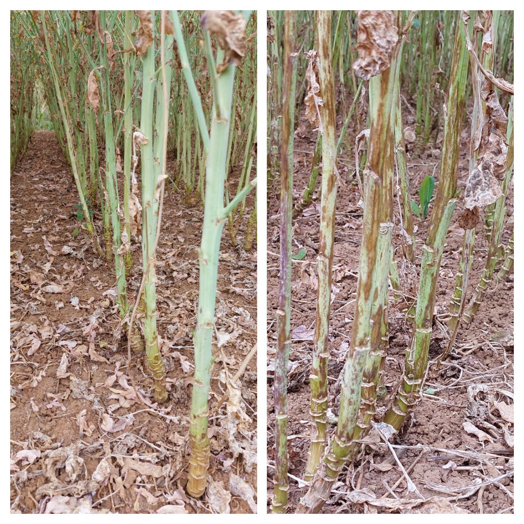 #VuDanslesEssaisCejour en Vendée - 2 variétés du moment #cylindrosporiose sur tiges de #colza 
La génétique est bien un atout majeur contre le développement de la maladie 🙂
#MerciChersSélectionneurs <a href="/LVandepute/">Luc Vandepute</a> <a href="/MathieuRobert80/">Mathieu ROBERT</a>
<a href="/BONNIN1402/">Emmanuel BONNIN</a>