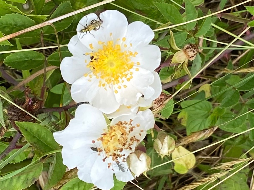 Susan Harvard tweet media