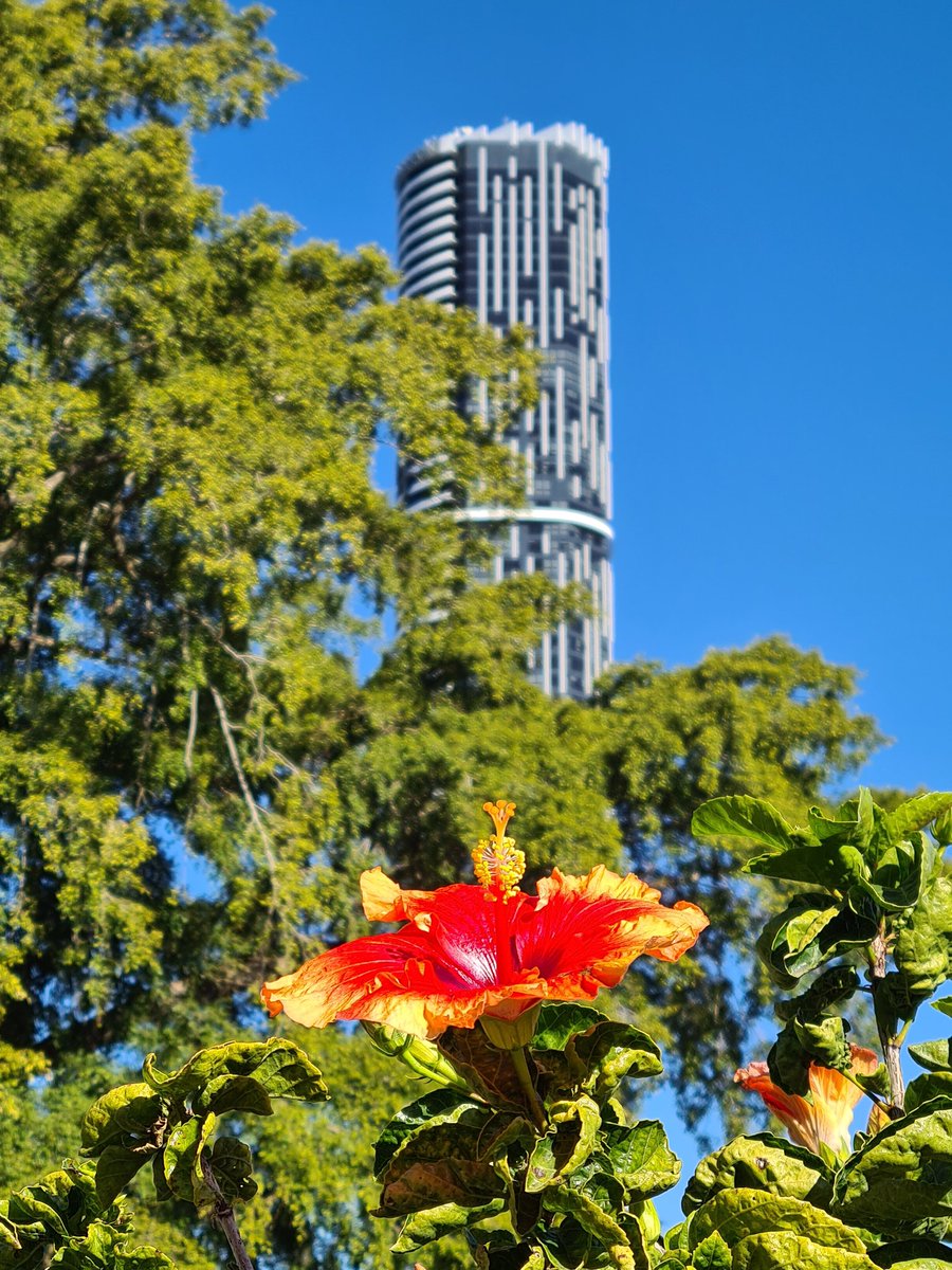 Hello Brisbane!
I'm finally here and enjoying the perfect weather and beautyful city. A few days of sightseeing and relaxing with <a href="/ChristianeEven/">Christiane Even</a> before #ICCA2023 starts!
