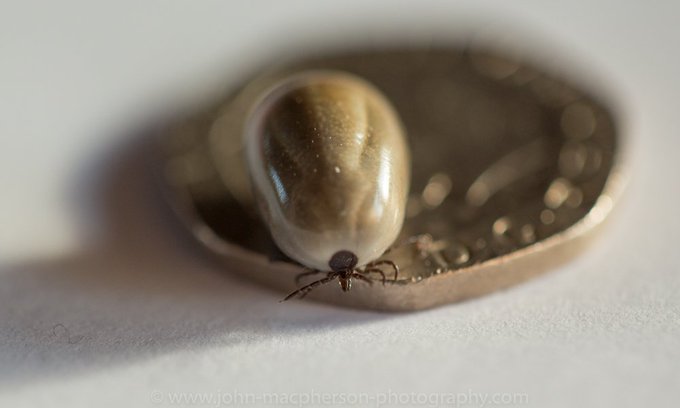 Tick alert for anyone near a blade of grass. Place is heaving w/them. I'd one last week (my thigh) Son out briefly last night had one fastened firmly in centre of his chest. Dog is a magnet. Recent rain/warm will make worse so be aware. (I'm on antbiotics for Lyme at moment) :-(