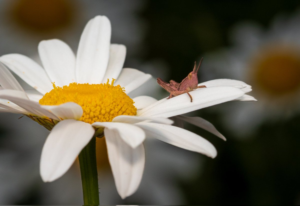 Chris Love Photography tweet media