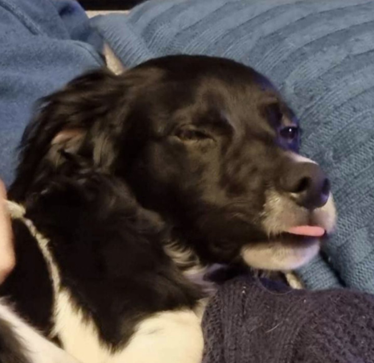 GeneralKirp's tweet photo. My dog is a goober and I’m love her https://t.co/G3CxE2bXQy