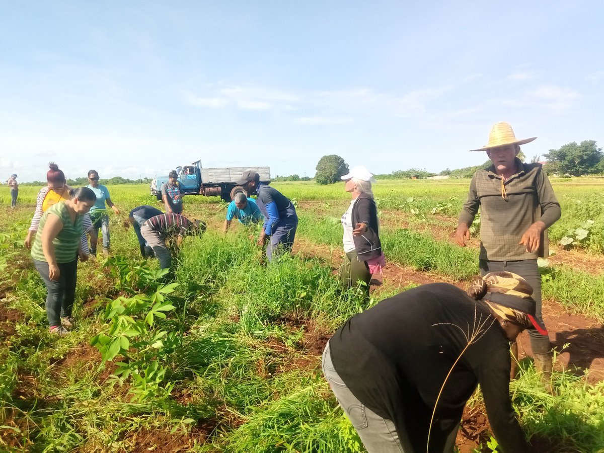 YusdankaR's tweet photo. Producir alimentos esencial!!
#Cuba #IslaDeLajuventud #SentirPine https://t.co/0V04Cf9EW1