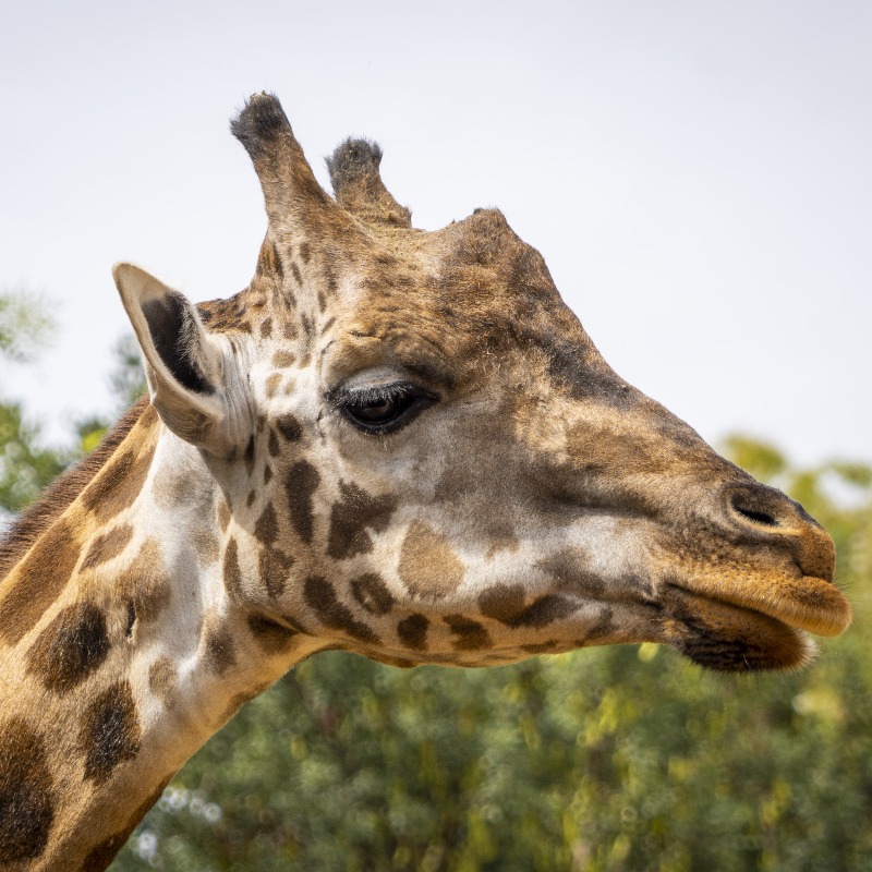 #feliztarde #tardedegirafas #Giraffe  #giraffes #africa #african #africanqueen #queens #belle #belledejour #animals #noalacaza #stopcaza #stopkilling #selfies