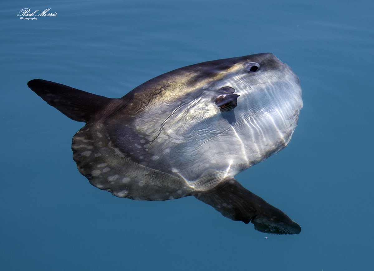 Are you working on the #NorthDevonCoast? Interacting with #MarineWildlife? Join our #NorthDevon #Marine #WildlifeAware Accreditation Scheme, open to businesses & individual operators. Interested? Sign up here: northdevonbiosphere.org.uk/accreditation-… 🐋💙 #NDMWAAS 📸Credit: @r1ckmorris