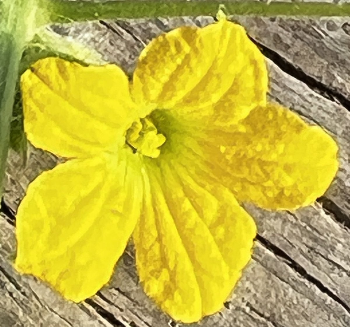 chandoor's tweet photo. #flower lovers #chibar #Melothria scabra #cucamelon https://t.co/J0hl8xMgtQ