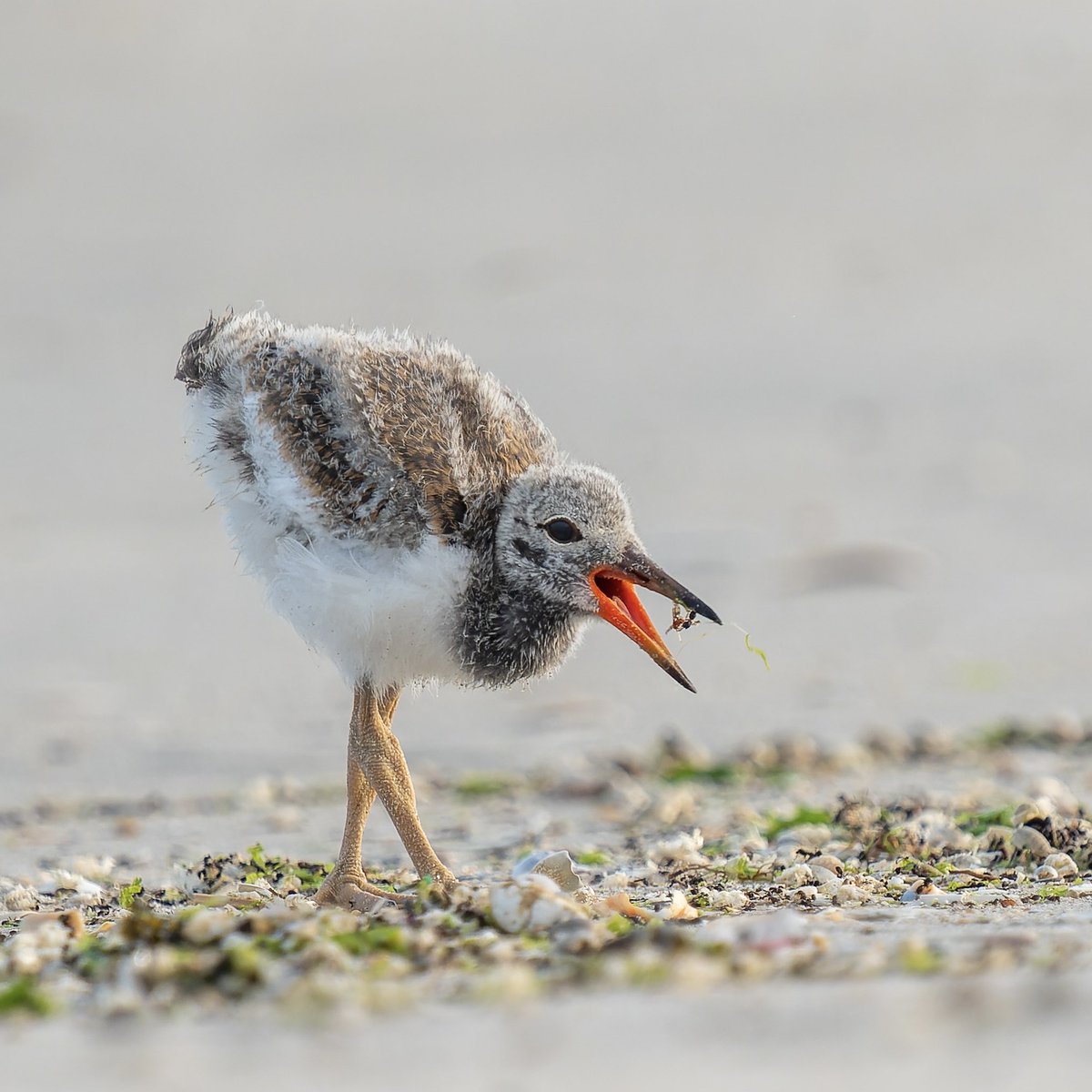 American Oystercatcher chick looks quite pleased with what it found for dinner on Fort Tilden beach.

#birds #birdwatching #nature #sharetheshore #wildlife