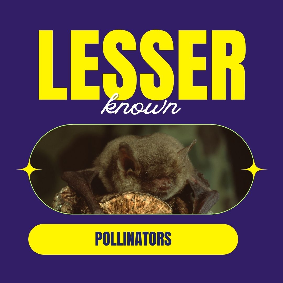 sagelandcollab's tweet photo. When you think about pollinators, do you picture bees? Butterflies? Maybe even birds?

While all of these are essential pollinators, there are some other pollinators out there that are a bit more surprising! From bats and beetles to lemurs - which ones are you most fascinated by? https://t.co/Q69ZnKN1sG