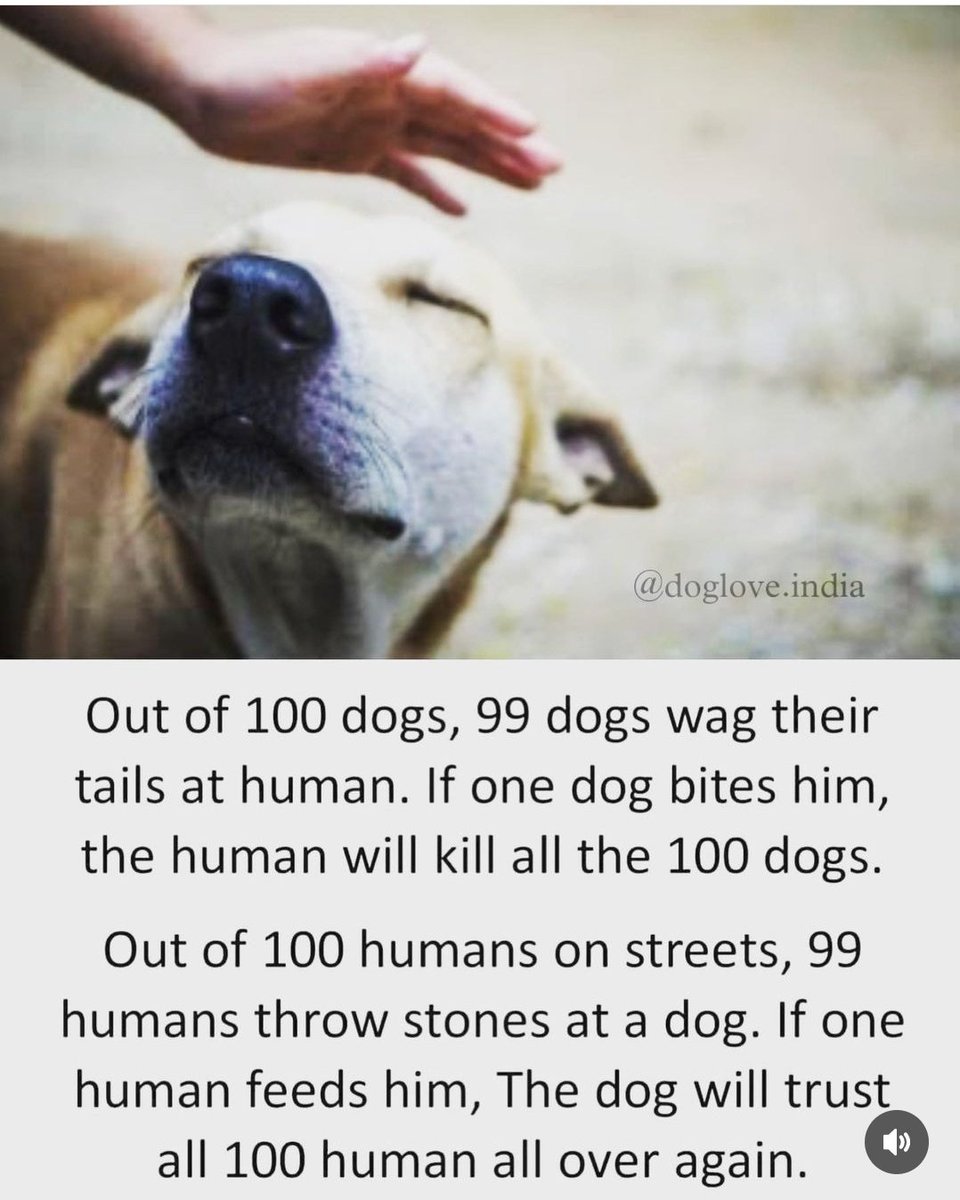 Fact!
#dog #indiedogs