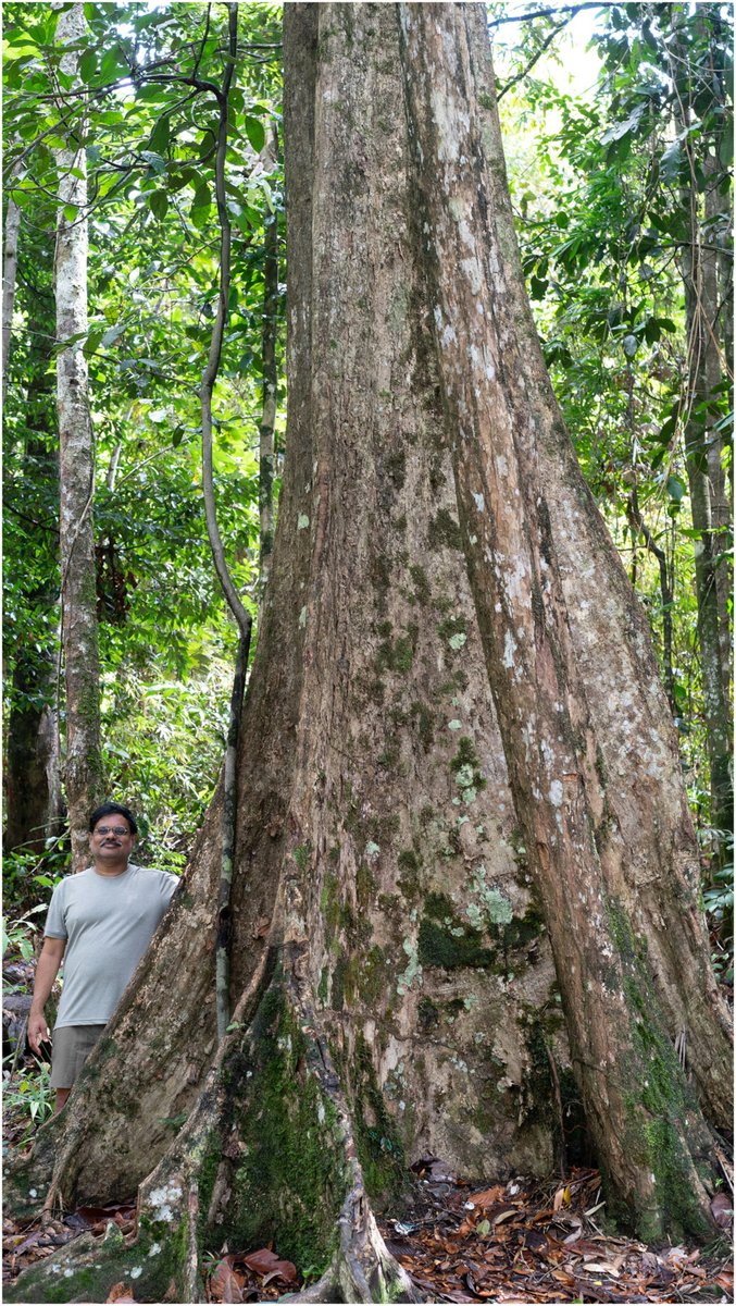 plantspplplanet's tweet photo. Current state of knowledge on the extinction risk of Malaysian tree species: Proximate needs to mitigate loss
π https://t.co/KlXuf957F5
#GlobalTreeAssessment https://t.co/d8CBSBXYHI