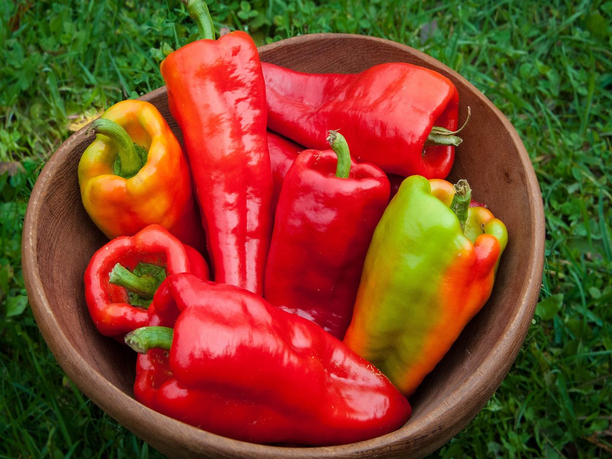 Plenty of Beaver Dam Peppers to buy during the 10th Annual Beaver Dam Pepper Festival 
9-9-23          #bdpepperfestival    #bdpepperbrat