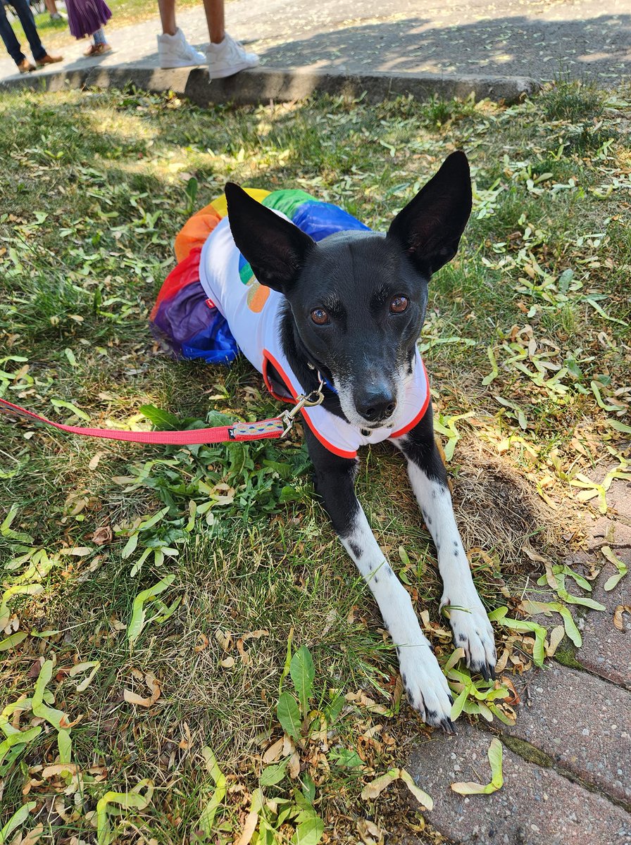 😍🏳️‍🌈 Alina showing off her pride at the Belleville Pride Parade! #loveislove #pridemonth #weareallies