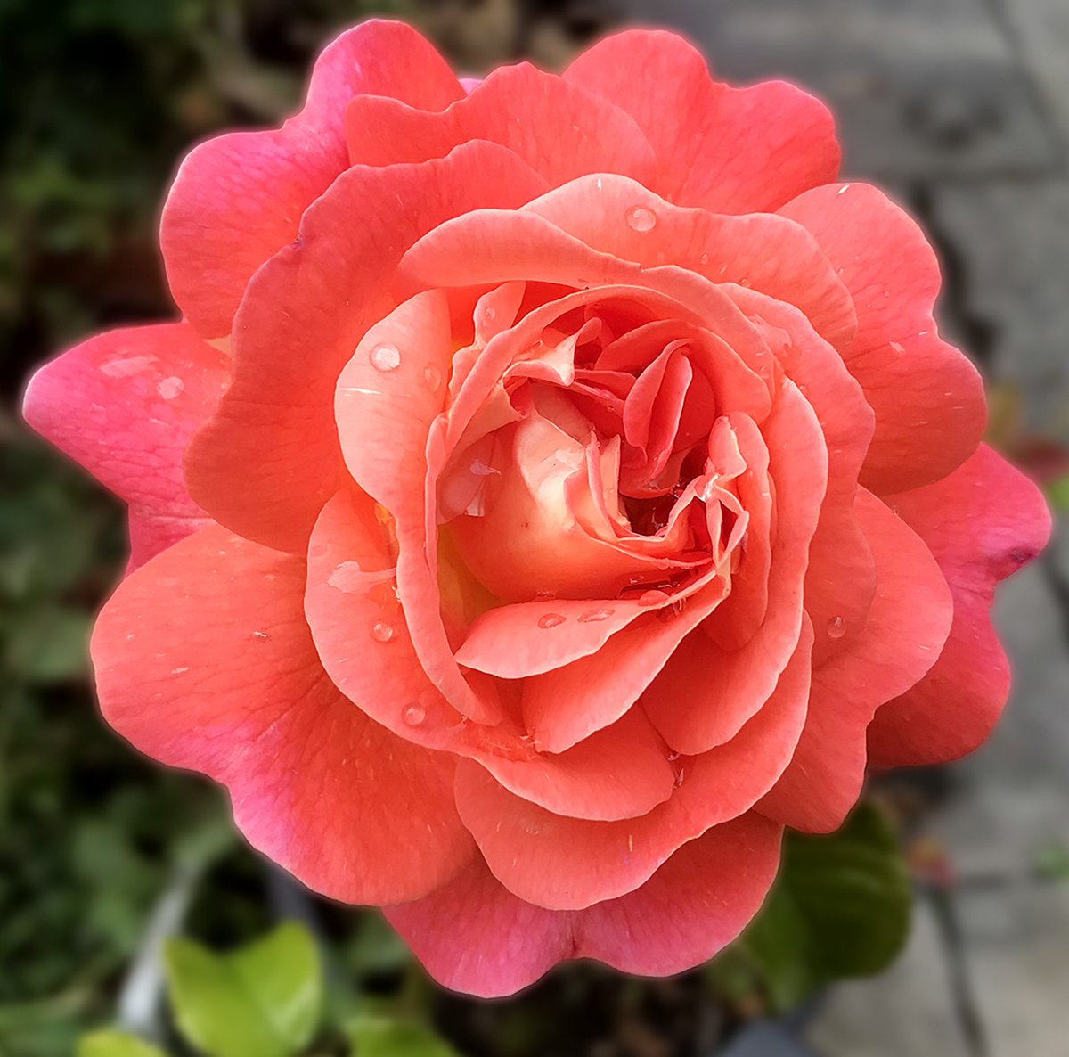 Afternoon🧡#RoseWednesday 🌹#MyGarden🌺🍃#Rose🌹🍃