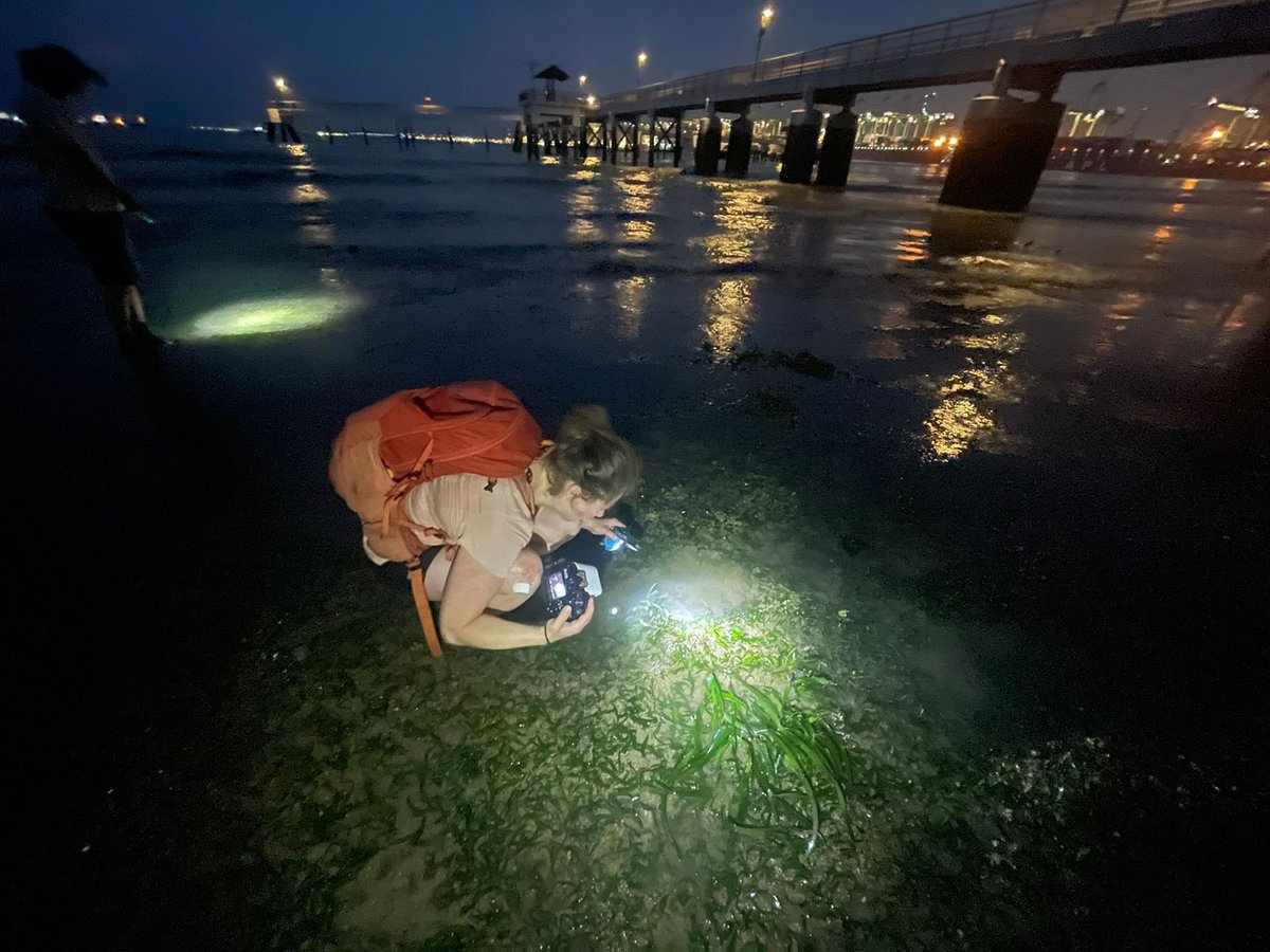 EB Richardson (@thtsciencelife) on Twitter photo Another #APCRS2023 field trip saw <a href="/kaitlyn_otoolee/">Kaitlyn O’Toole</a> visit intertidal seagrasses at Singapore’s “last natural shoreline” who spotted a catfish on the tour alongside three species of seagrass in the early hours of this morning! Another #APCRS2023 field trip saw <a href="/kaitlyn_otoolee/">Kaitlyn O’Toole</a> visit intertidal seagrasses at Singapore’s “last natural shoreline” who spotted a catfish on the tour alongside three species of seagrass in the early hours of this morning!