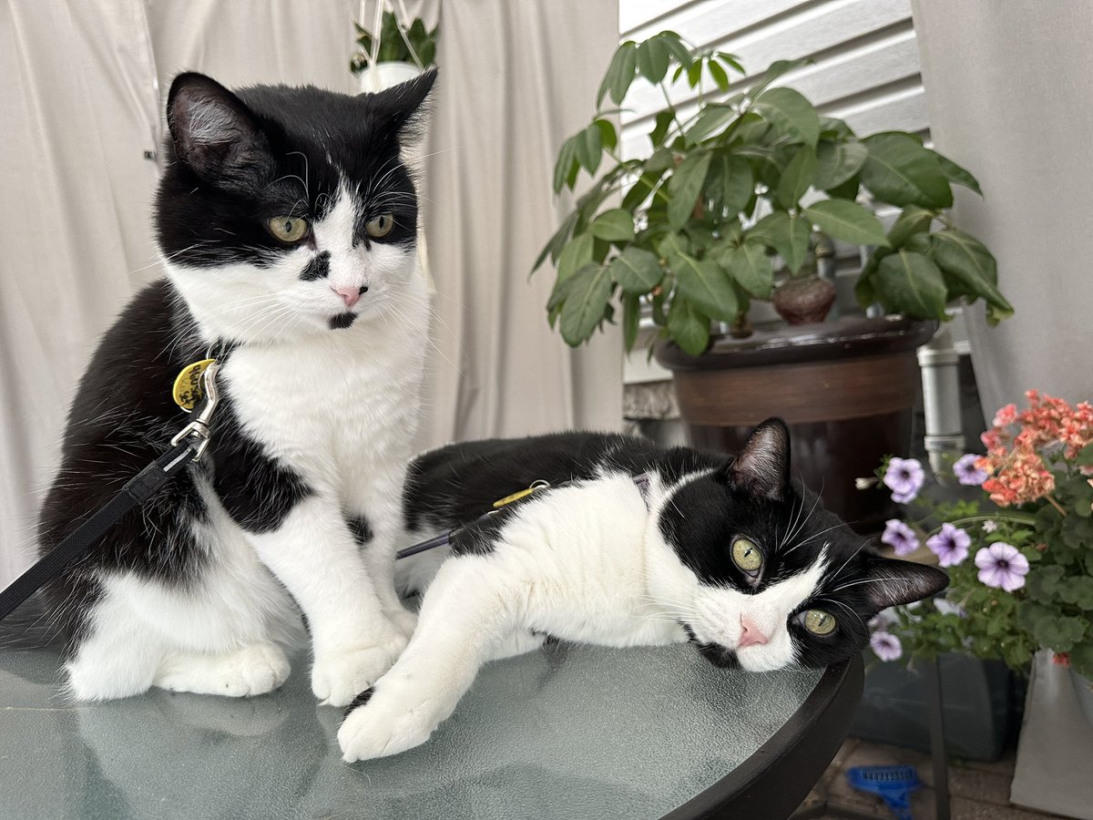 twin_tux_cats's tweet photo. Patio season has officially kicked off!
#CatsofTwtter https://t.co/606HKyWj9V
