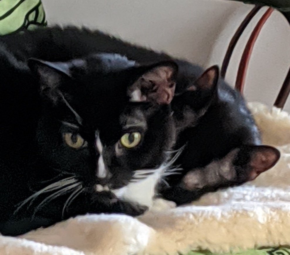 Fred and Eddie. #whiskerswednesday #CatsOfTwitter #CatsOnTwitter #CatTwitter #blackcats #tuxiecats #seniorcats #SuperSeniorCatsClub #panfursquad #moggies #catpics #minipanfur #RescueCats #cats #wednesdaymorning