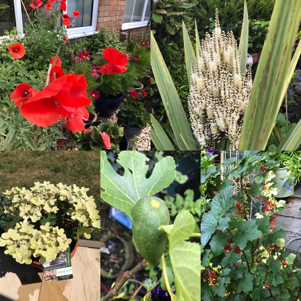 Garden of glory Cordyline in flower after 15 years ! First Fig! Poppies bursting out after the rain ! Blackcurrant birds will be happy .  What a  early birthday treat ..  ⁦@bridspa⁩ @CityHull @KingGeorgesHall .. we on our way ⁦@JoolsBand⁩ 🙏🙏