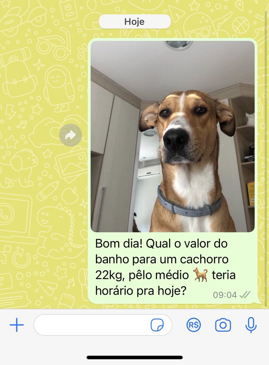 mmaannuu___'s tweet photo. Fui mandar uma mensagem pra pet pra marcar banho, e ficou parendo que o próprio Pastel que mandou https://t.co/LQGqhTpZJ7