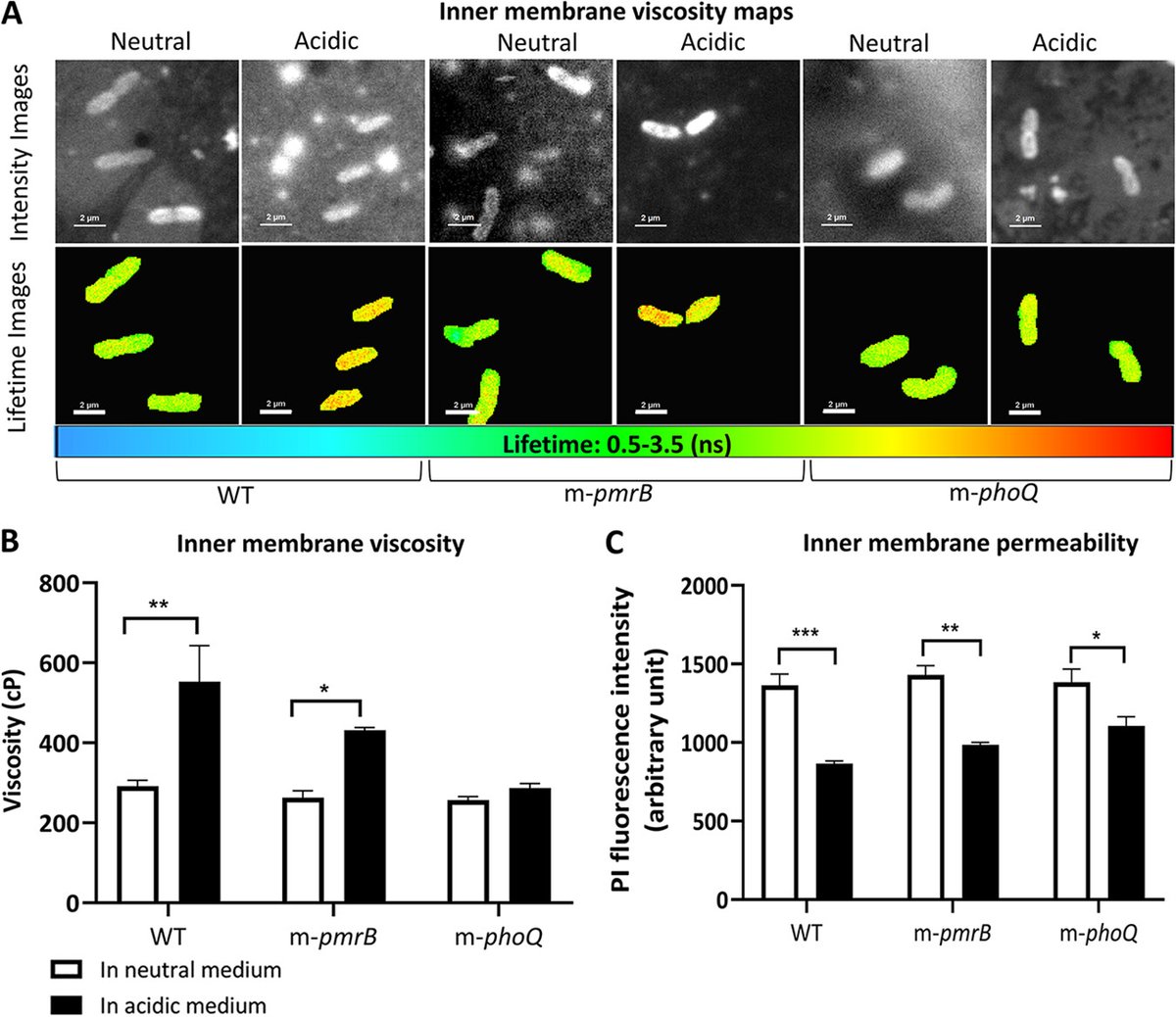 Microbiology Spectrum (@journalspectrum) on Twitter photo P. aeruginosa undergoes genotypic and phenotypic changes at a mildly acidic pH. <a href="/Negar_1989/">نگار معلم زاده</a> journals.asm.org/doi/full/10.11… P. aeruginosa undergoes genotypic and phenotypic changes at a mildly acidic pH. <a href="/Negar_1989/">نگار معلم زاده</a> journals.asm.org/doi/full/10.11…