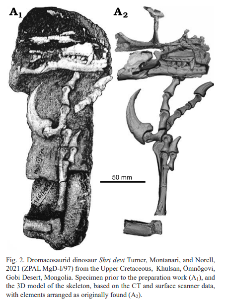 Skull of a dromaeosaurid dinosaur Shri devi from the Upper Cretaceous of the Gobi Desert suggests convergence to the North American forms
app.pan.pl/article/item/a…