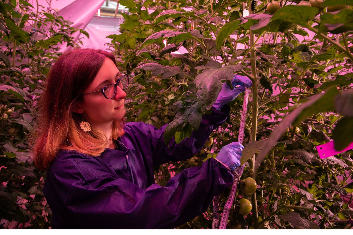 #research |🍅| Far-red light enhances #tomato yield and quality, optimizing year-round #greenhouse production. Researcher: Elena Vincenzi (under the supervision of Ep Heuvelink and @LeoMarcelis) Photo by Francesco Rucci and Francesco Marinelli from the FutureFood project.